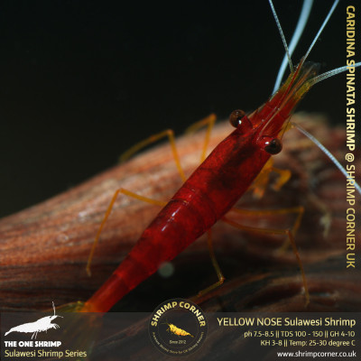 Yellow Nose Sulawesi Shrimp - Caridina Spinata 2