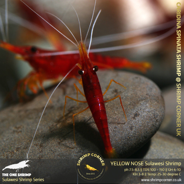 Yellow Nose Sulawesi Shrimp - Caridina Spinata