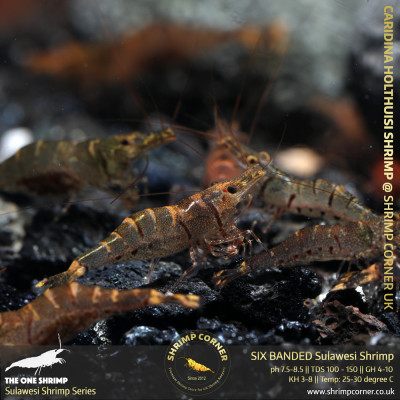 Yellow Nose Sulawesi Shrimp - Caridina Holthuisi