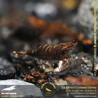 Yellow Nose Sulawesi Shrimp - Caridina Holthuisi 2
