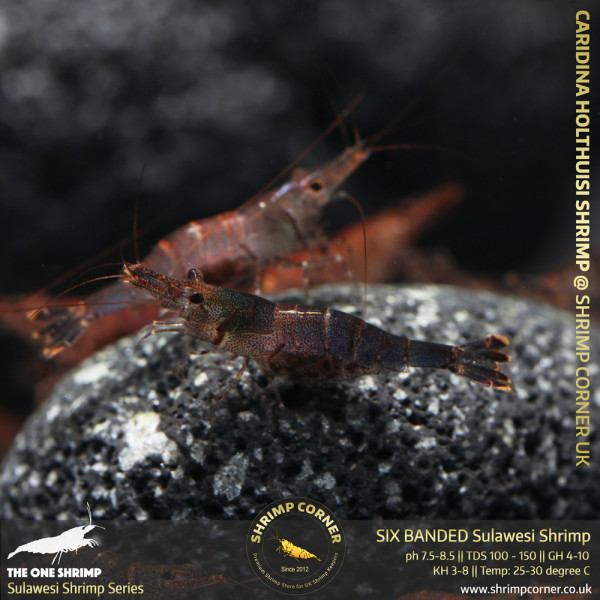 Yellow Nose Sulawesi Shrimp - Caridina Holthuisi