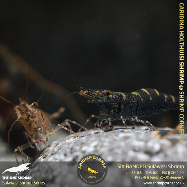 Yellow Nose Sulawesi Shrimp - Caridina Holthuisi