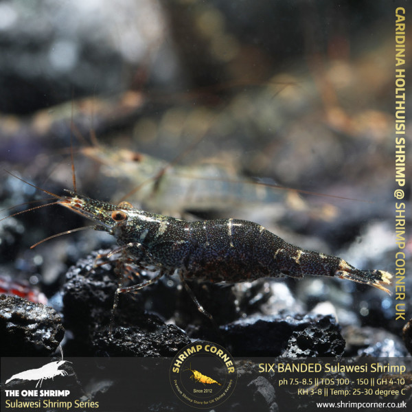 SIX BANDED Sulawesi Shrimp
