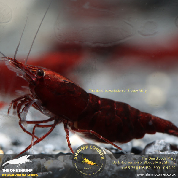 Group of 10 x The One Bloody Mary Shrimp - UK's Best Selection