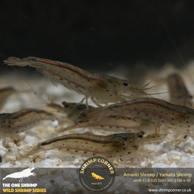Group of 10 Amano Shrimp (2-3cm) @ Shrimp Corner 2