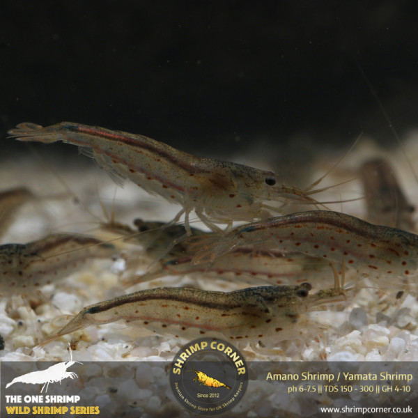 Group of 10 Amano Shrimp (2-3cm) @ Shrimp Corner