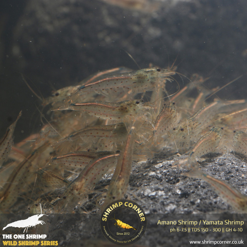 Group of 10 Amano Shrimp (2-3cm) @ Shrimp Corner