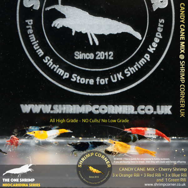 CANDY CANE Colour Cherry Shrimp | Group of 10 Shrimp