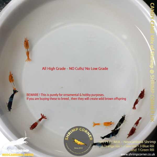 CANDY CANE Colour Cherry Shrimp | Group of 10 Shrimp