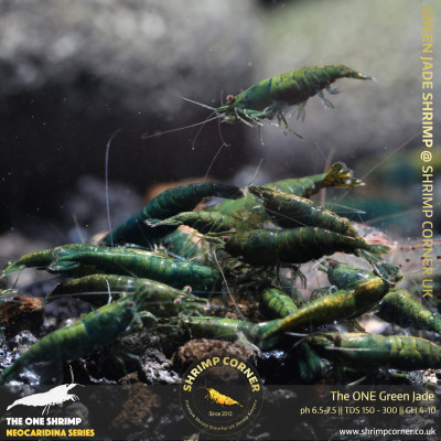 10 x The One Green Jade Shrimp | Highest Grade of Green Jade