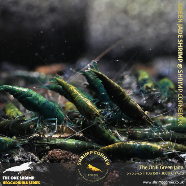 10 x The One Green Jade Shrimp | Highest Grade of Green Jade