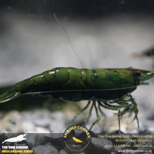 10 x The One Green Jade Shrimp | Highest Grade of Green Jade