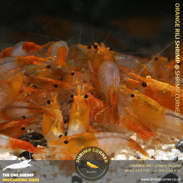 Group of 10 x Orange Rili Shrimp - HIGH GRADE