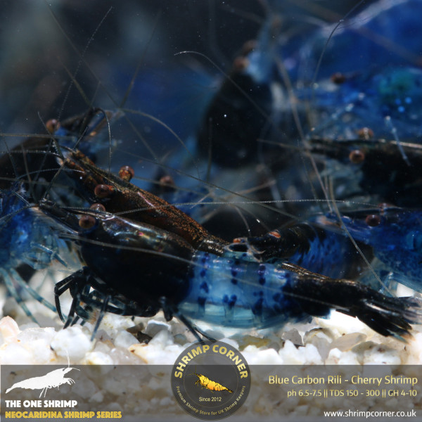 10 x BLUE RILI Shrimp | Dark Blue | High Grade