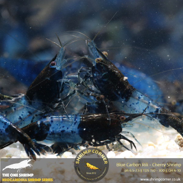 Group of 10 x Blue Rili Shrimp - HIGH GRADE