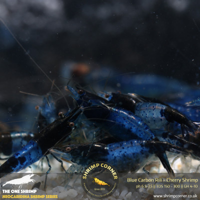 Group of 10 x Blue Rili Shrimp - NORMAL GRADE 2