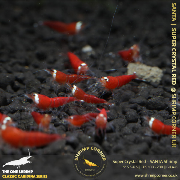 Super Crystal Red - SANTA Shrimp