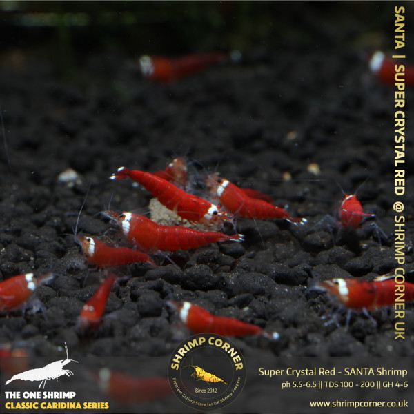 Super Crystal Red - SANTA Shrimp