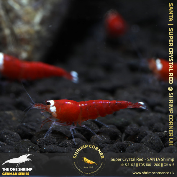 Super Crystal Red - SANTA Shrimp