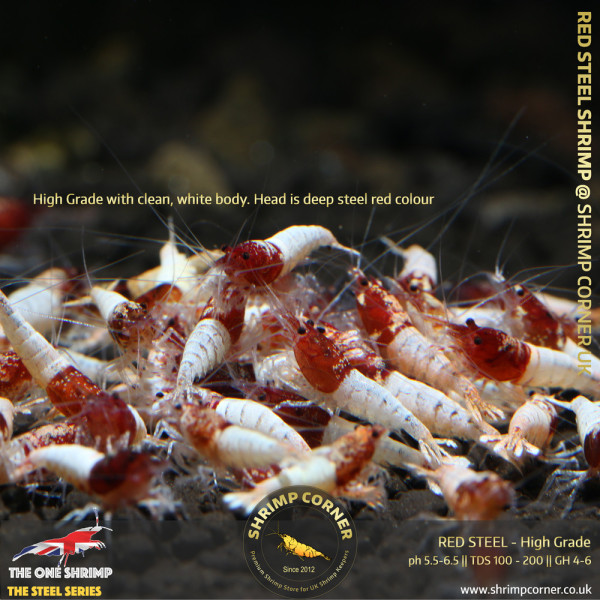 Red Steel @ Shrimp Corner