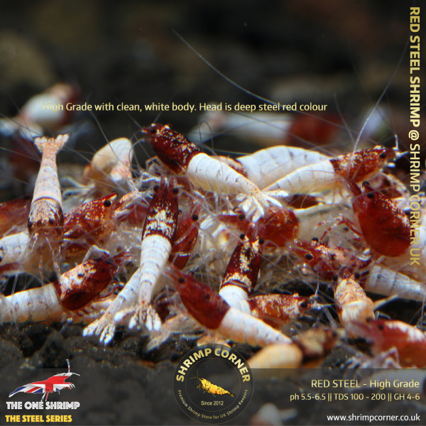 Red Steel Shrimp - HIGH GRADE