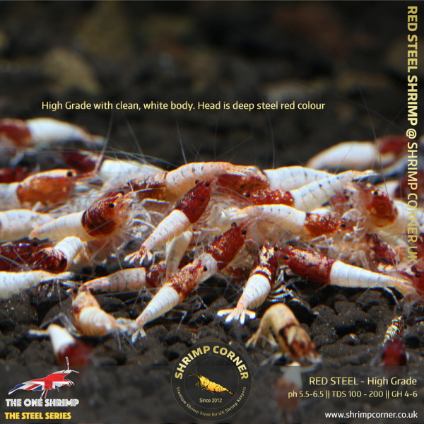 Red Steel @ Shrimp Corner