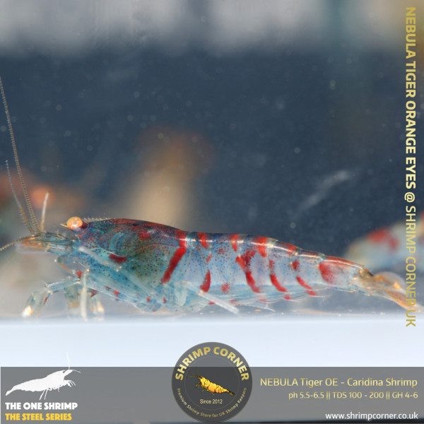 Red Nabula Tiger Shrimp @ Shrimp Corner