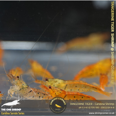 TANGERINE TIGER | Caridina Serrata Shrimp @ Shrimp Corner