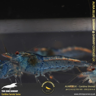AURA BLUE | Caridina Serrata Shrimp @ Shrimp Corner