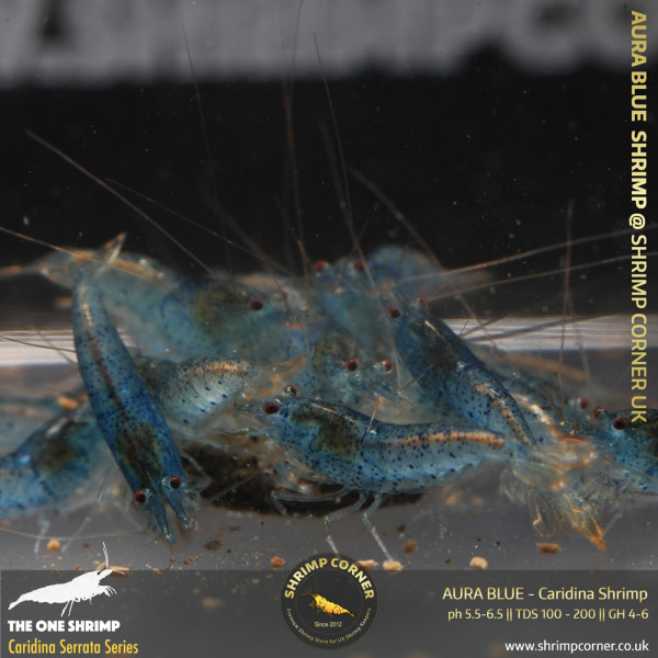 AURA BLUE Shrimp | Caridina Serrata