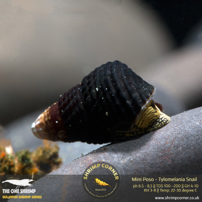 Mini Poso Elephant Snail 2
