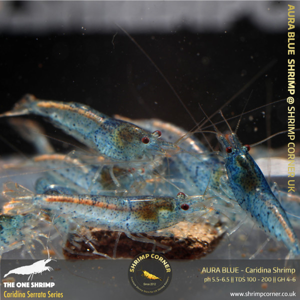 AURA BLUE | Caridina Serrata Shrimp @ Shrimp Corner