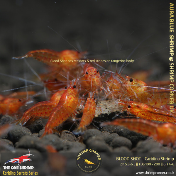 BLOOD SHOT Shrimp | Caridina Serrata