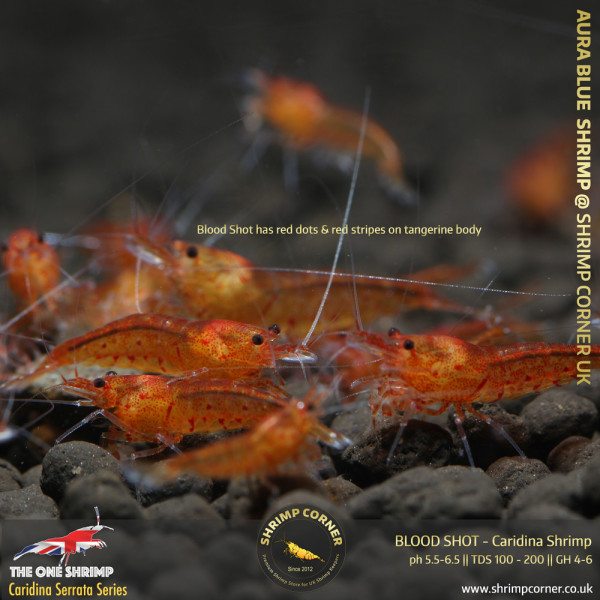 BLOOD SHOT| Caridina Serrata Shrimp @ Shrimp Corner