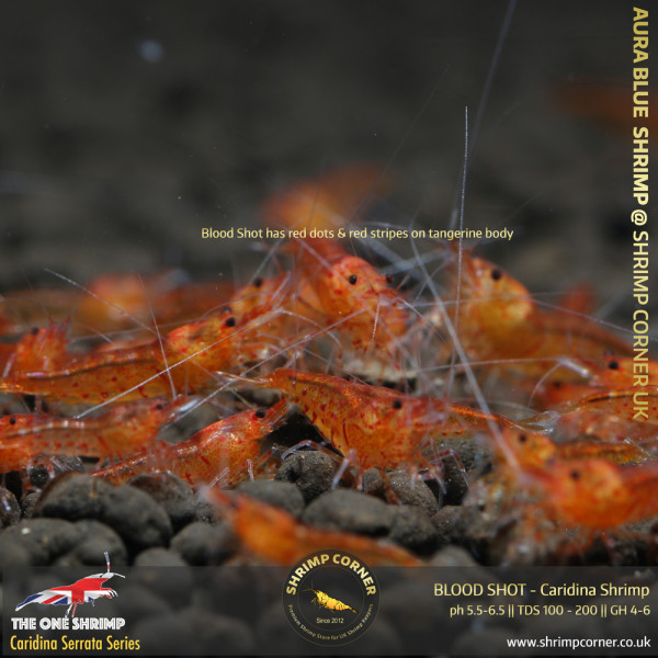 BLOOD SHOT| Caridina Serrata Shrimp @ Shrimp Corner
