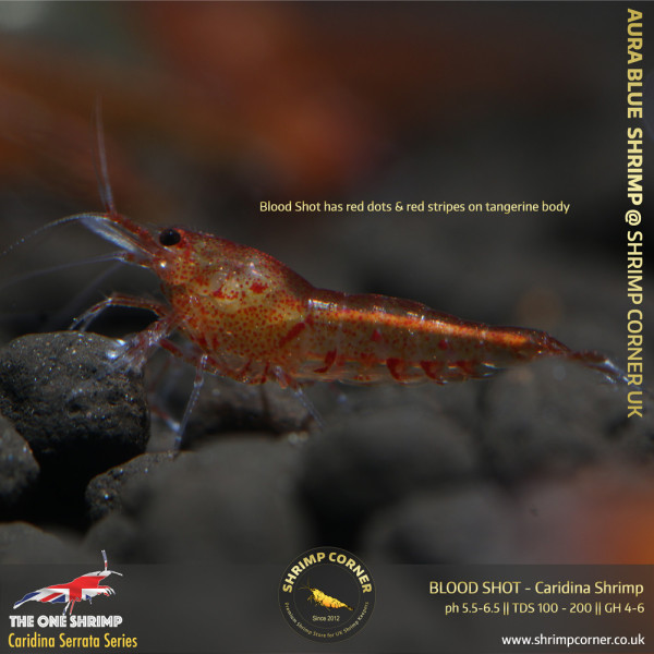 BLOOD SHOT| Caridina Serrata Shrimp @ Shrimp Corner