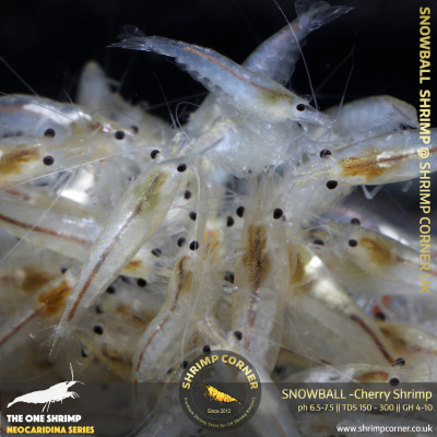SNOWBALL - Cherry Shrimp 2