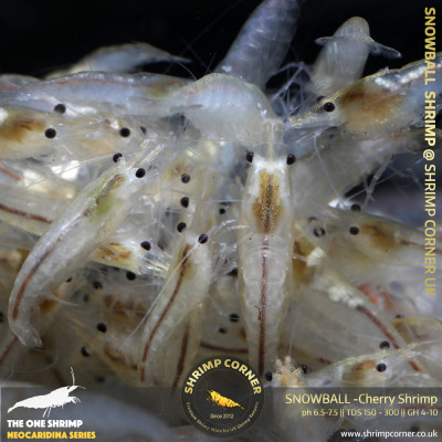 Group of 10 x SNOWBALL - Cherry Shrimp 2