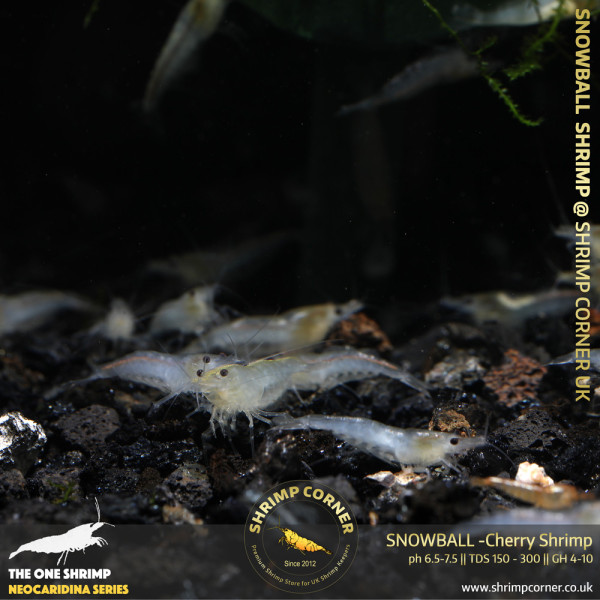 Group of 10 x SNOWBALL - Cherry Shrimp