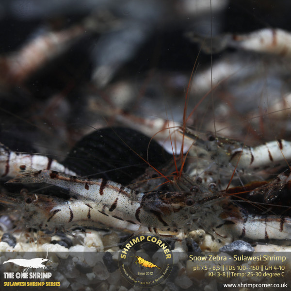 SNOW ZEBRA Sulawesi Shrimp