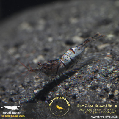 SNOW ZEBRA Sulawesi Shrimp