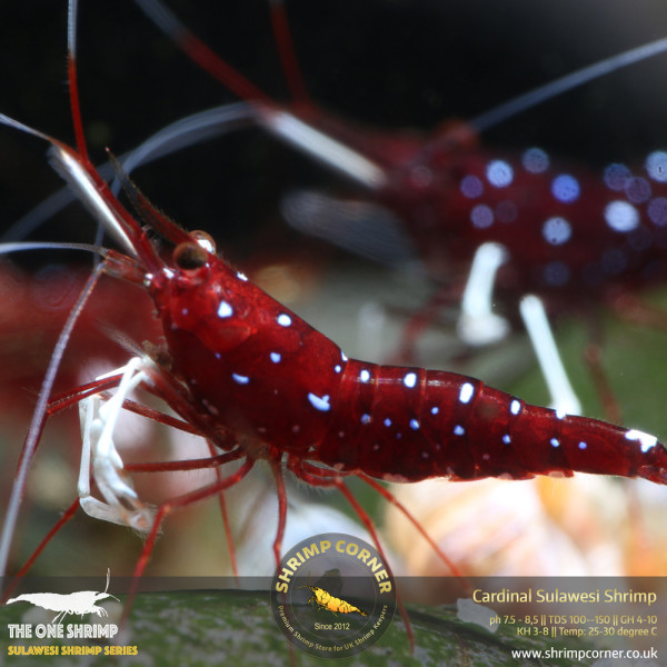 Cardinal Dennerli Sulawesi Shrimp @ Shrimp Corner