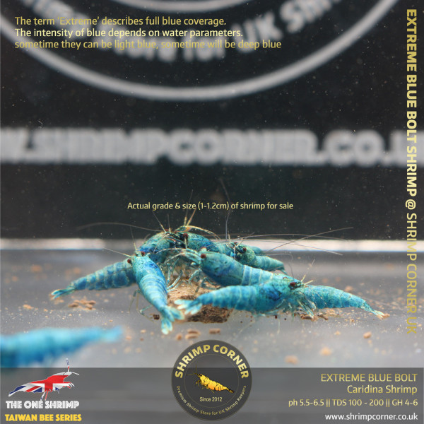 Group of 10 + 1 x EXTREME BLUE BOLT | Caridina Shrimp