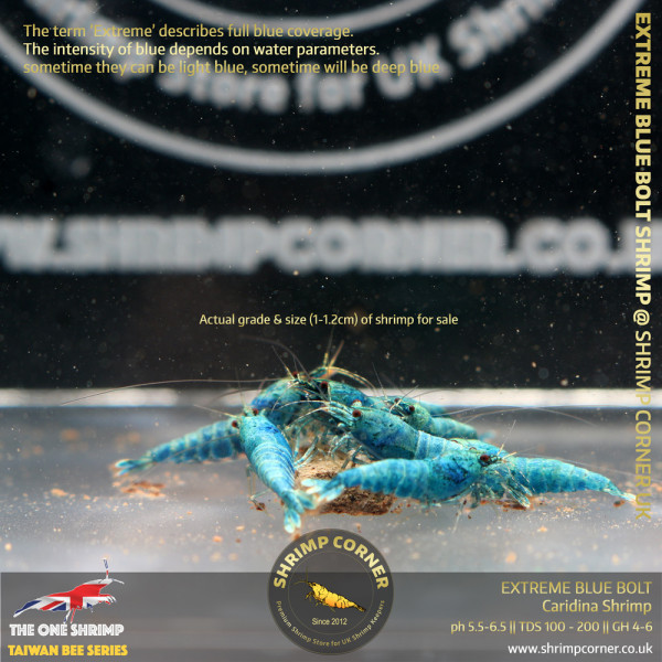 10+1 x EXTREME BLUE BOLT | Caridina Shrimp