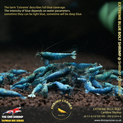 Group of 10 + 1 x EXTREME BLUE BOLT | Caridina Shrimp 2