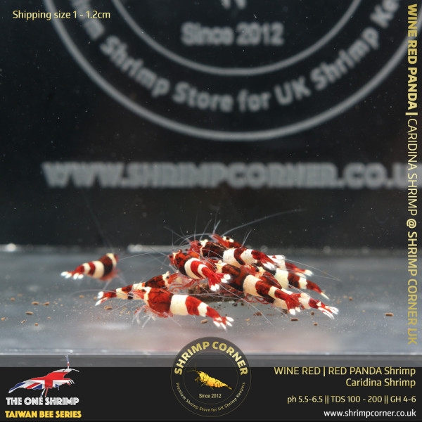 10+1 x RED PANDA (Normal Grade) | Taiwan Bee Shrimp