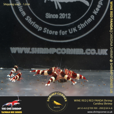 10 x Wine Red Panda | Taiwan Bee Shrimp 2