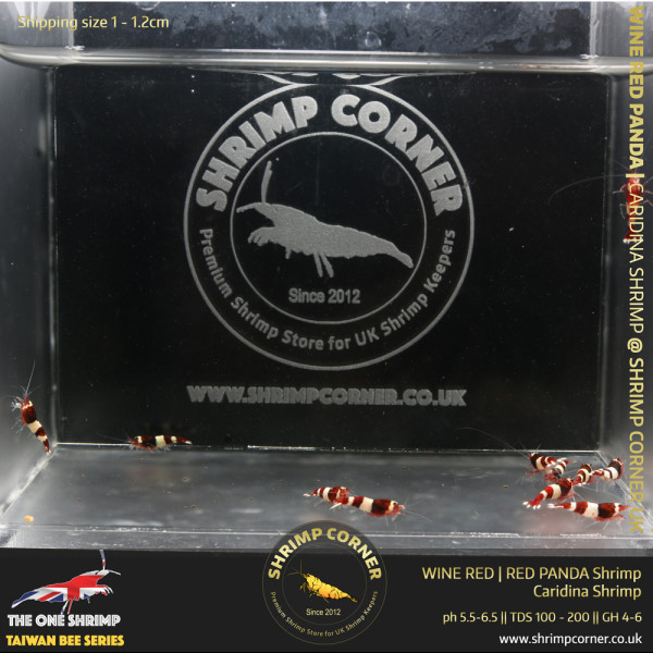 10 x Wine Red Panda | Taiwan Bee Shrimp