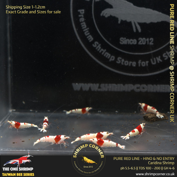 10+1 x PURE RED LINE | SS Grade with Hinomaru or No Entry Pattern