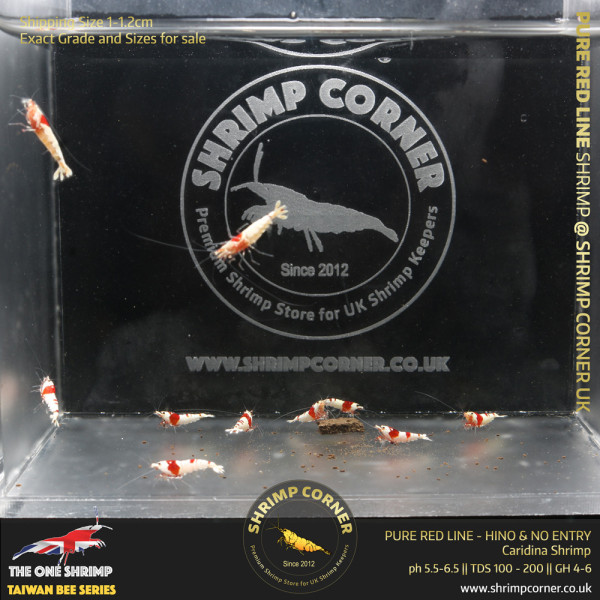 Group of 10 +1  x PURE RED LINE Shrimp - Hinomaru & No Entry Pattern